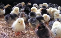 Havens Start-Premium - Kükenkorn 25kg -Josera Verkaufsgeschäft kken